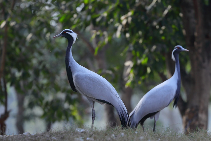 Demoiselle Crane