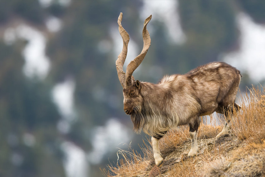 Markhor