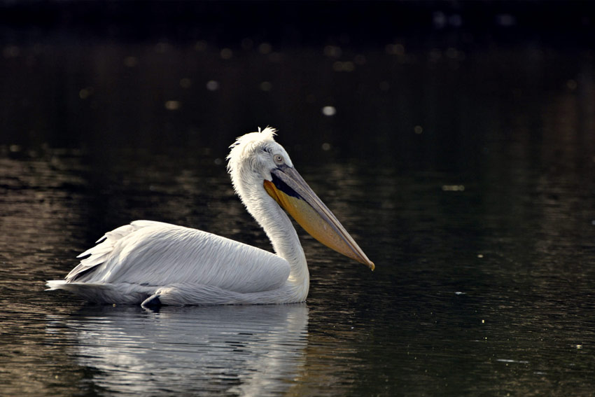 Pelican