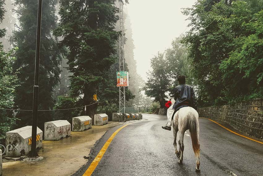 horse walking on a street