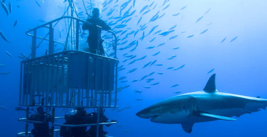 Cage Snorkelling