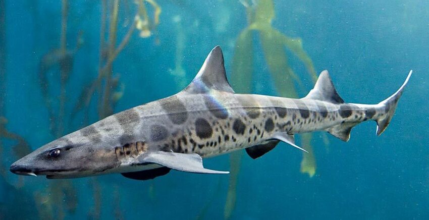 LeopardShark