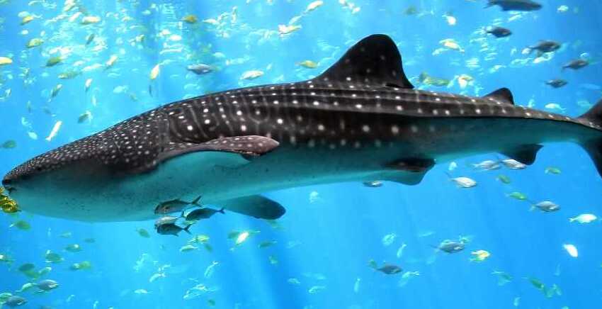 Whale Shark