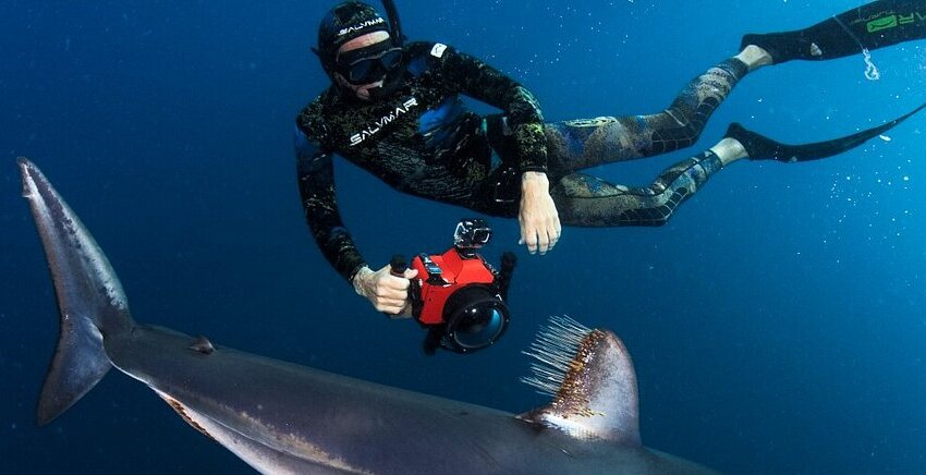 a-curious-mako-shark