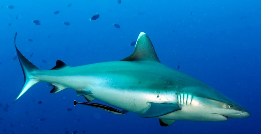 grey reef shark