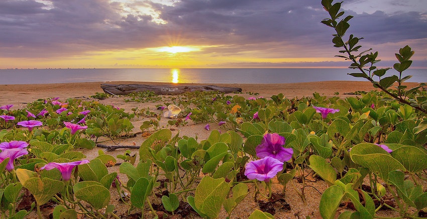 Flower Island