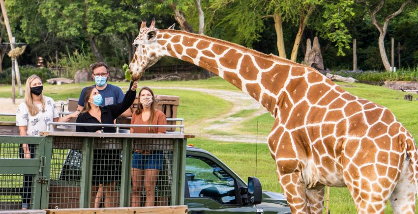 busch_gardens_safari_tour_masks